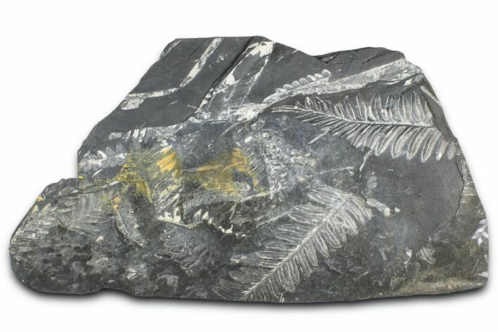 Fossil Seed Fern (Alethopteris & Pecopteris) Plate - Pennsylvania #360493